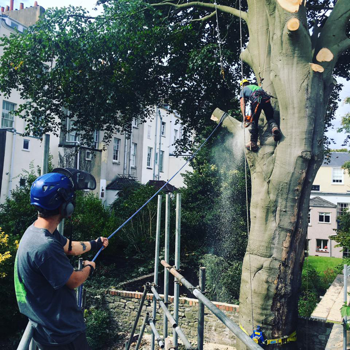 Waving goodbye to one of our lead Arborists Bristol Tree Services