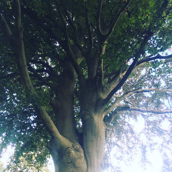 Tree Removal in Clifton, Bristol Bristol Tree Services