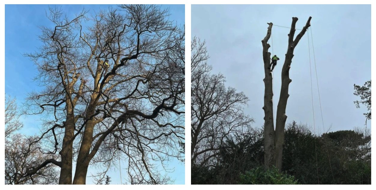 Reducing a monster tree in Bristol Bristol Tree Services