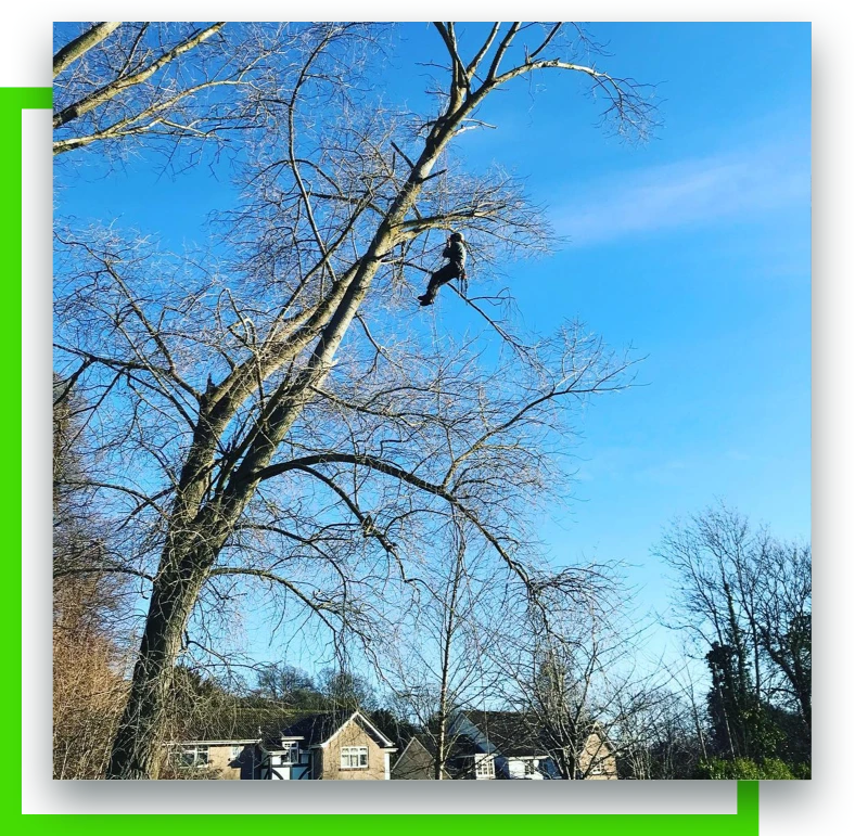 About Bristol Tree Services Bristol Tree Services