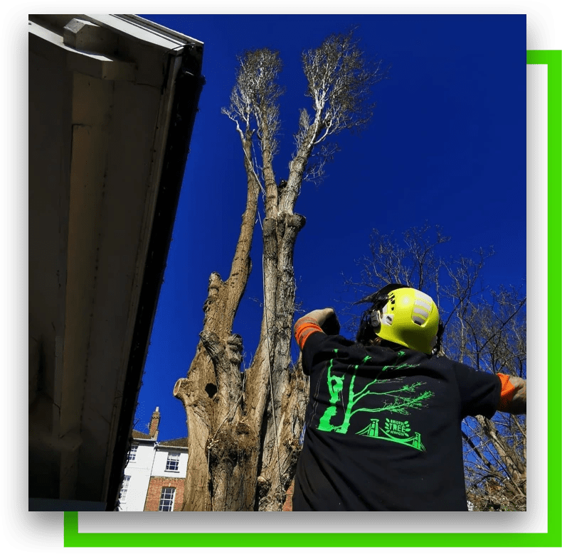 Commercial Tree Works in Bristol Bristol Tree Services