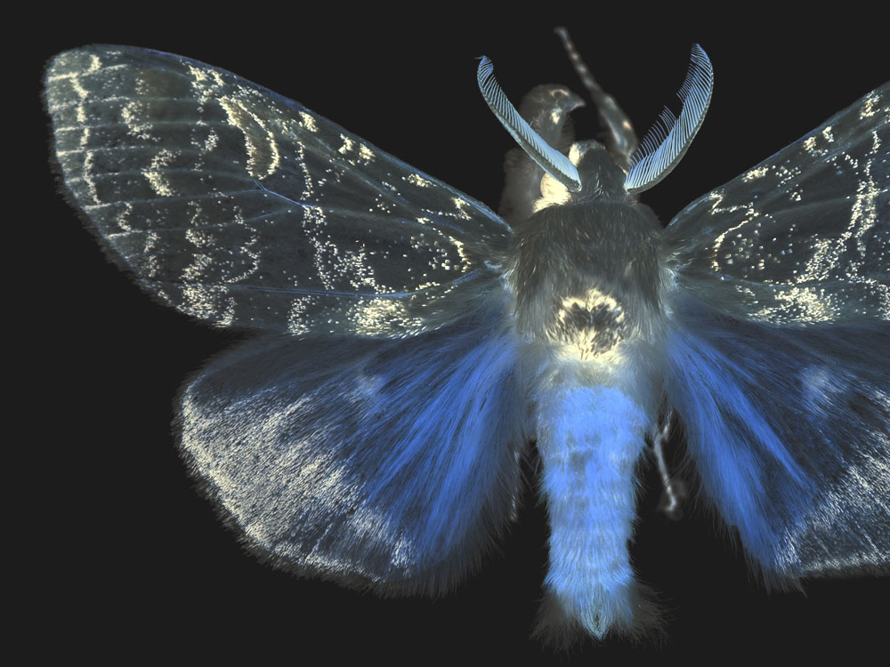 ARGENTINA NEW GYPSY MOTH REGULATIONS Britannia