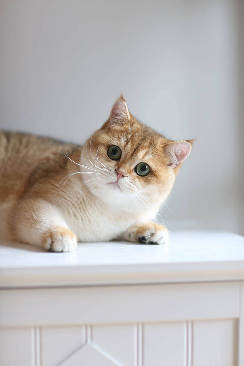 49 Best Photos Golden British Shorthair Cattery / British Shorthair