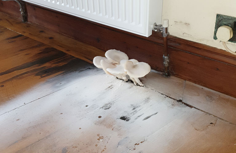 Timber Fungus Treatment Lincoln, Horncastle & Skegness British Damp