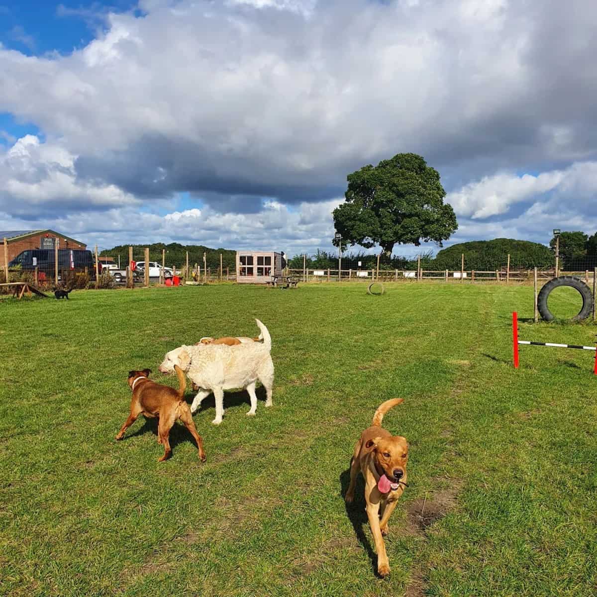 ForPets Secure Dog Field, Hemingbrough