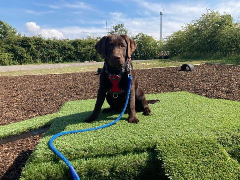 Zoomies Zone, Dog Field, Anglesey British Dog Fields For Field