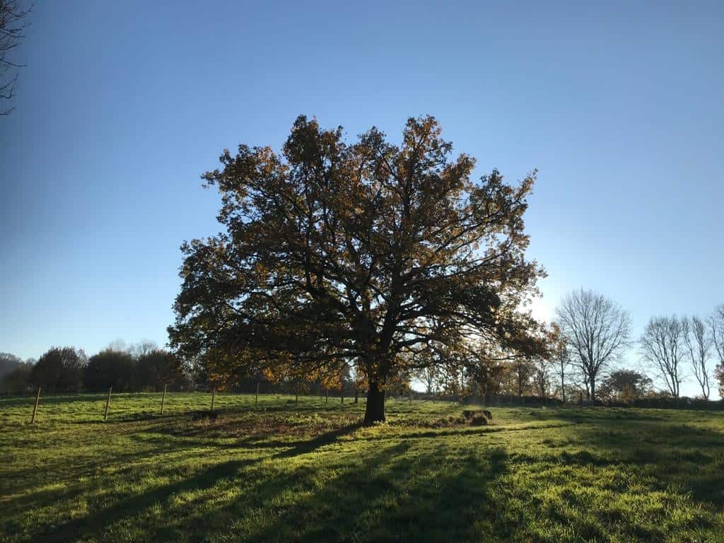 Daisy Dog Meadow Secure Dog Field, Petersfield British Dog Fields