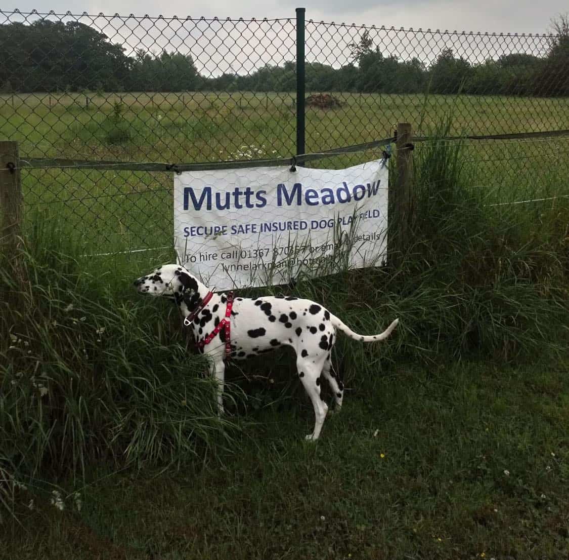 Mutts Meadow, Bampton British Dog Fields For Field Owners and Users