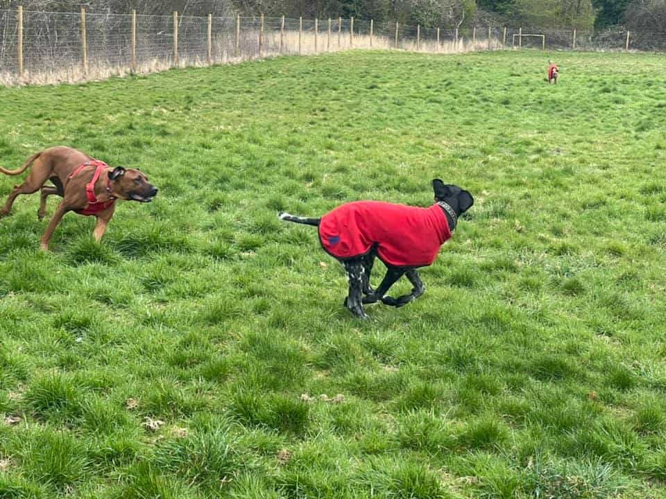 The House of Muddy Paws Dog Field, Barton Mills