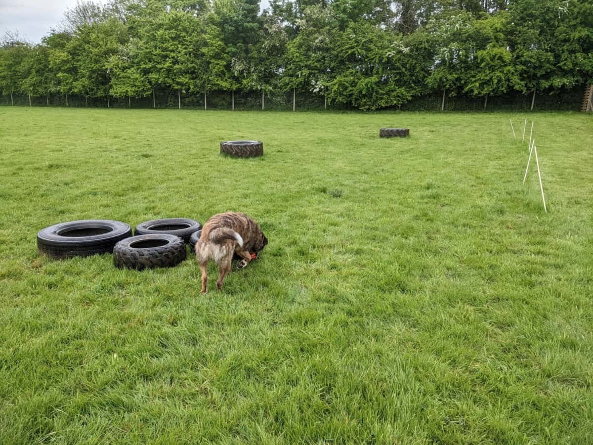 REVIEW Middle Barton Dog Park