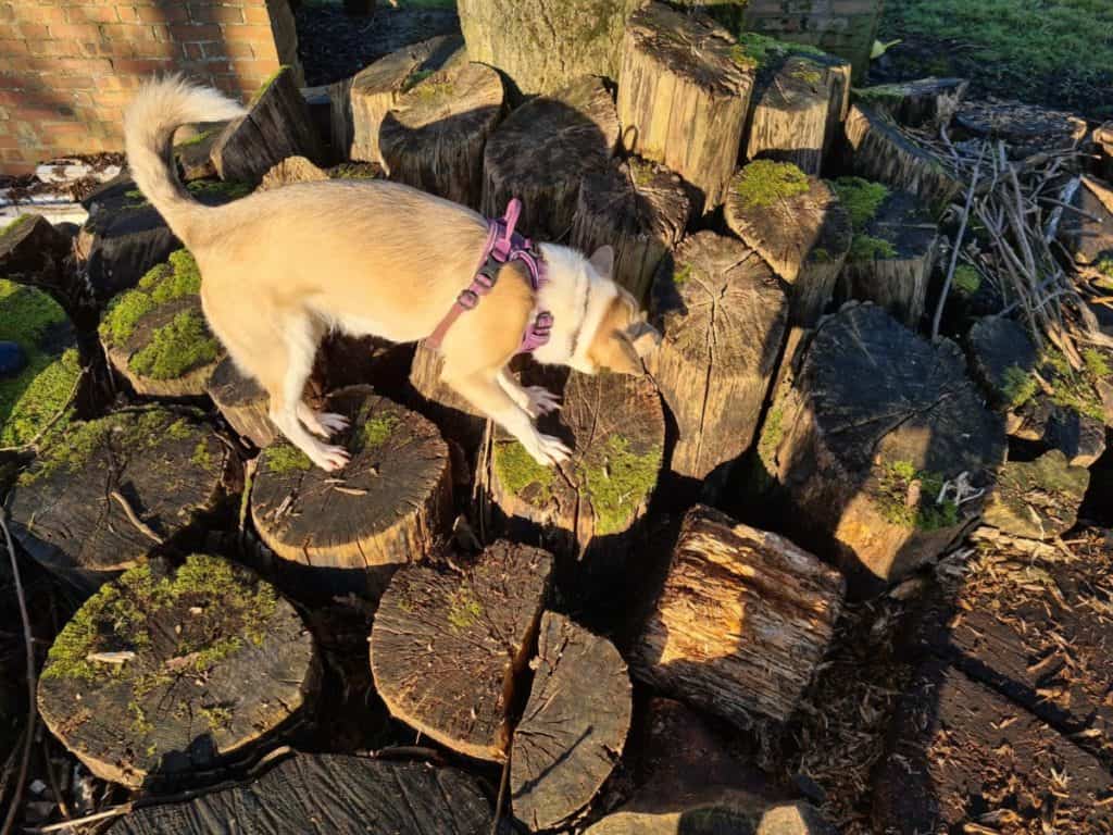 Crazy Dogs Forest Adventure, Dog Field, Takeley British Dog Fields