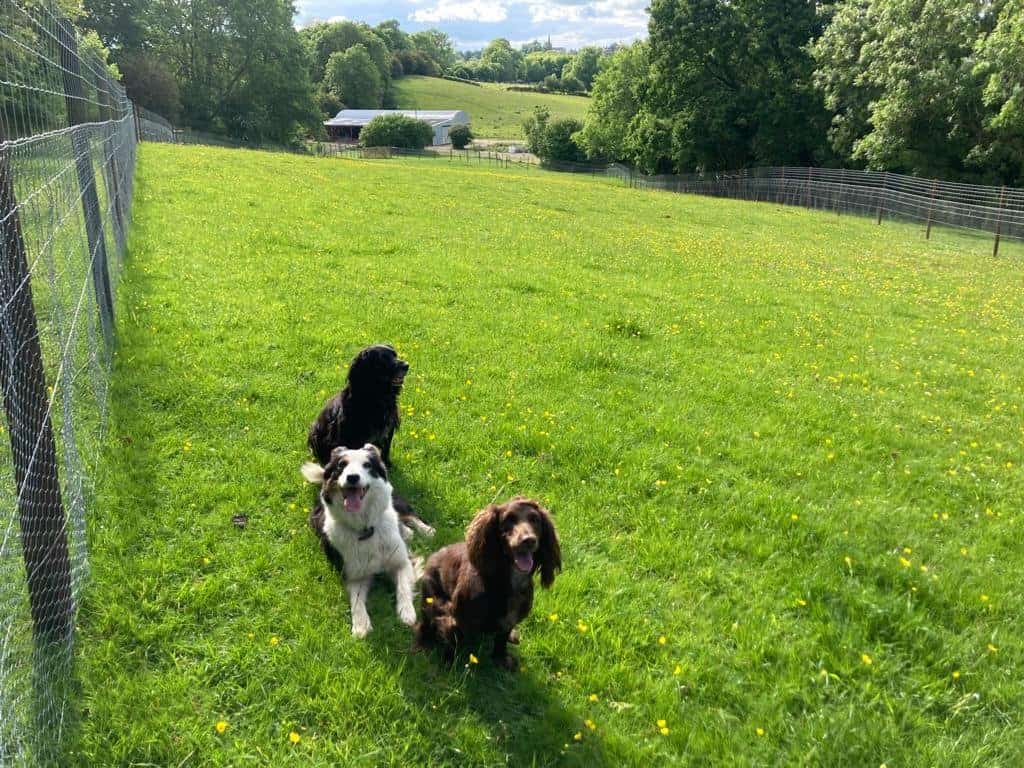 Unleashed Uppingham British Dog Fields For Field Owners and Users