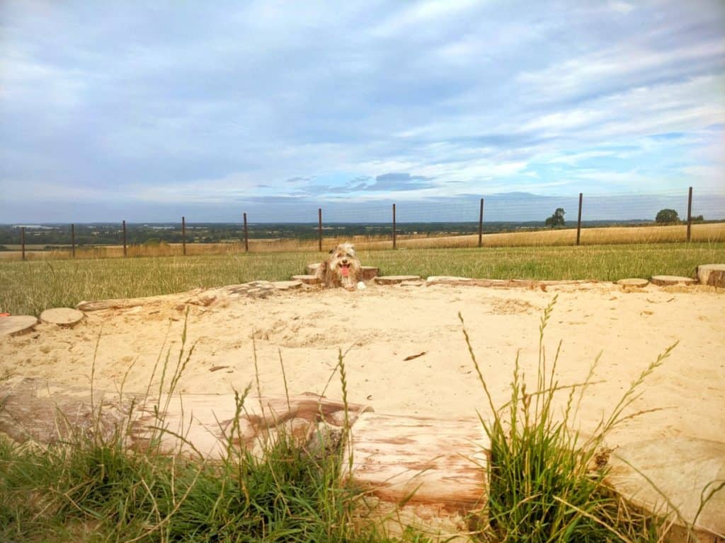 Sand Pits for Dogs Common Mistakes and How to Avoid them