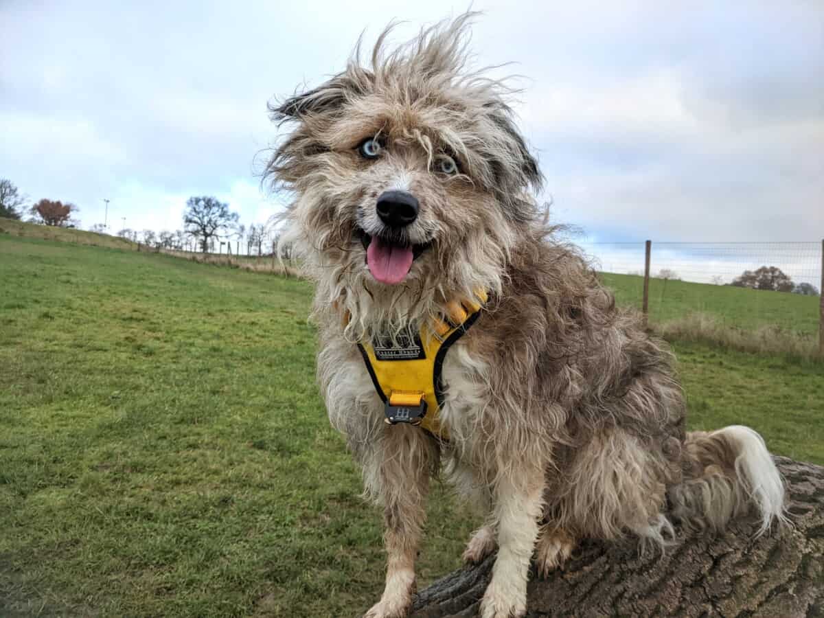 What Does It Mean When A Dog Chuffs