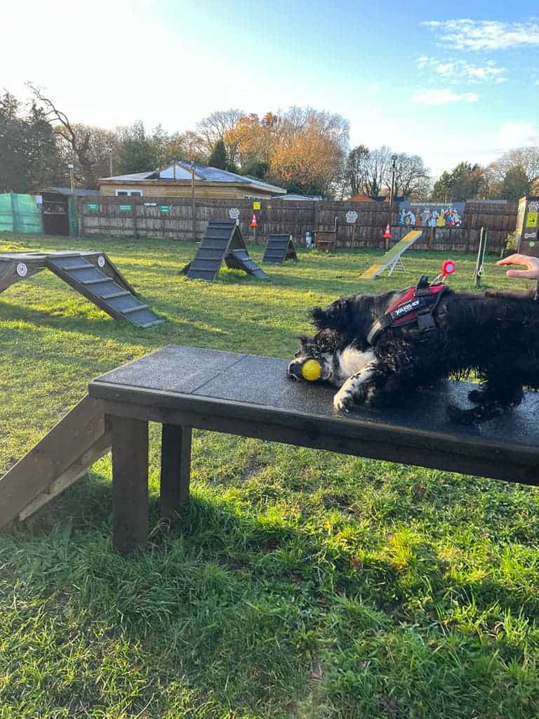 The Dog Park, Three Legged Cross