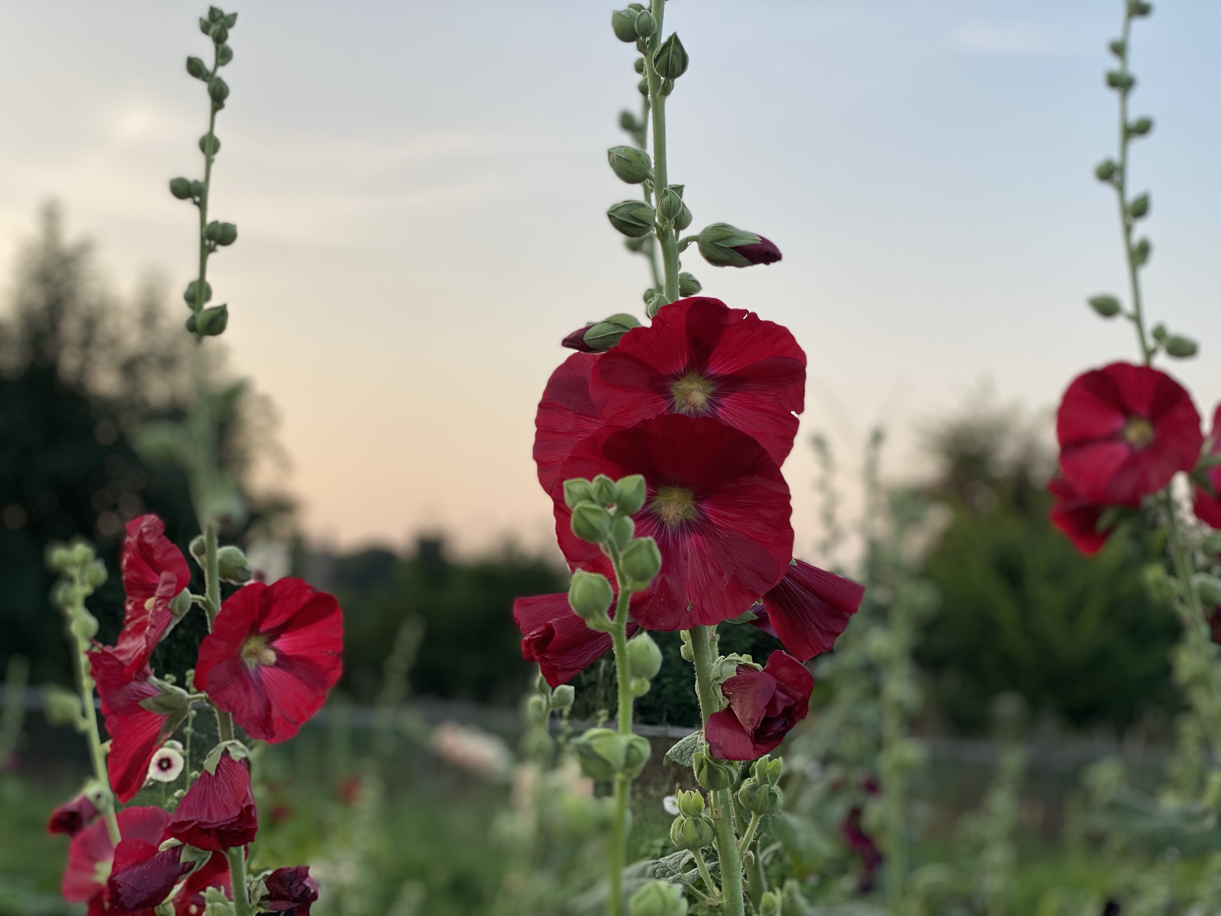 Hollyhocks still coping with the “weather” British Hollyhocks and