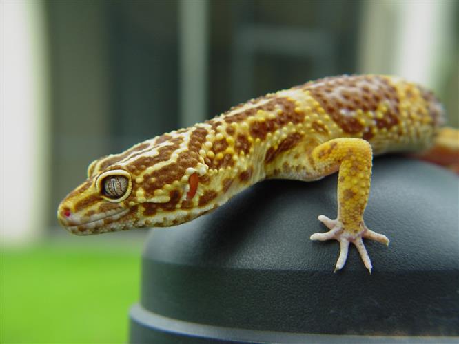 Information About The Leopard Gecko British Pet Insurance