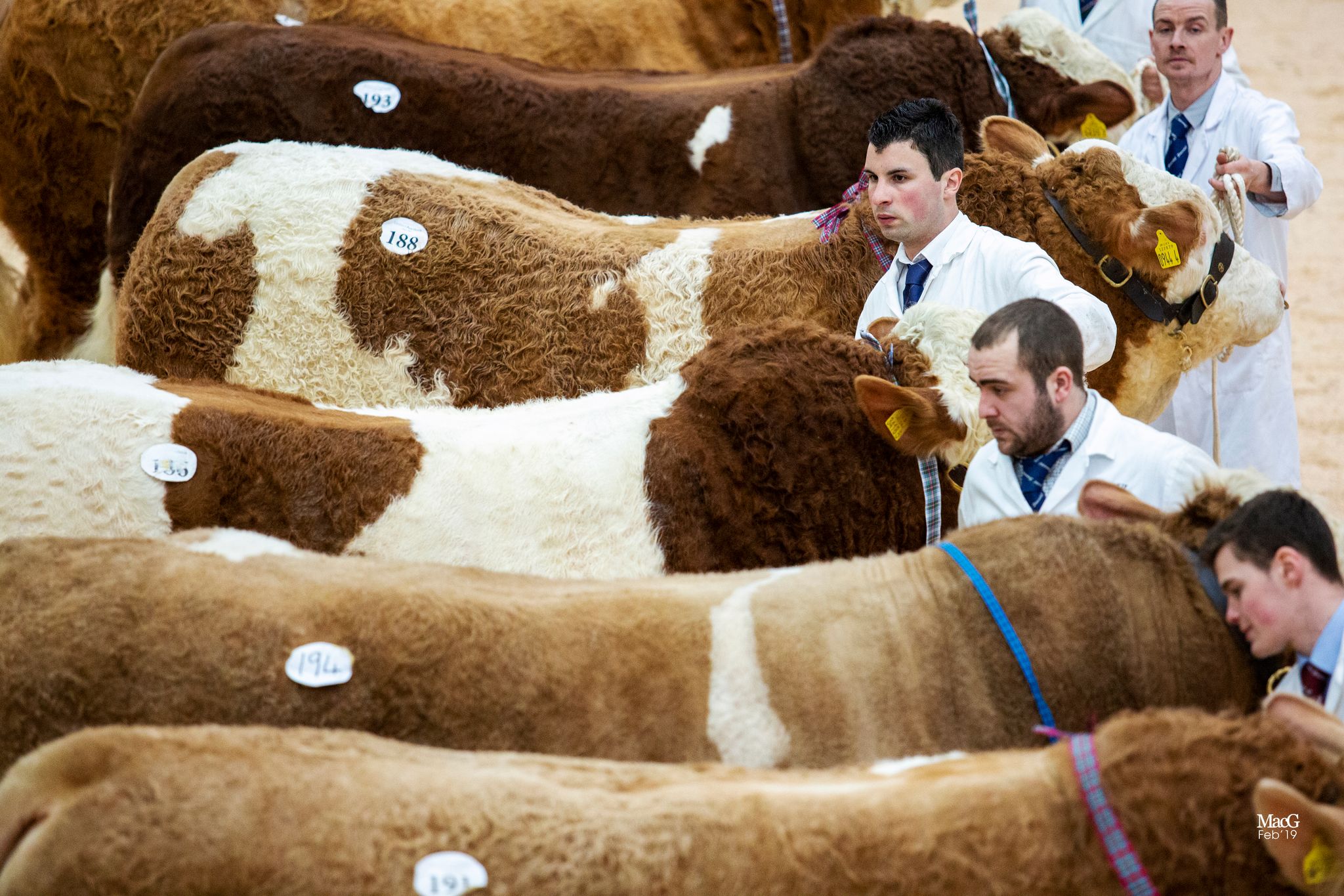 Royal Northern Spring Show and Sale British Simmental Cattle Society