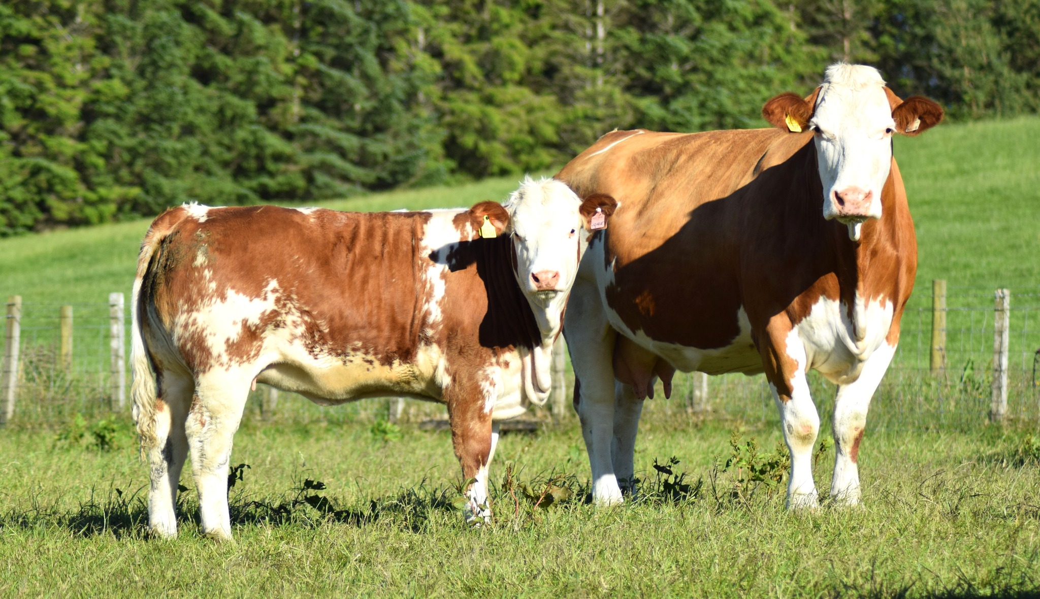 PART ONE OF THREE SIMMENTALS TOPPING COMMERCIAL SALES AT 34 LIVESTOCK