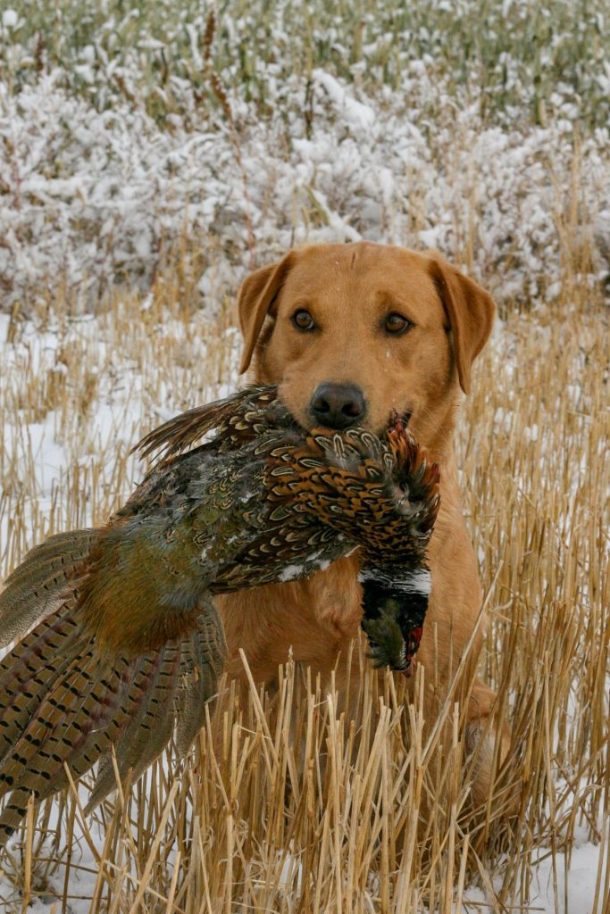 Why you should choose a British Lab Double TT British Kennels