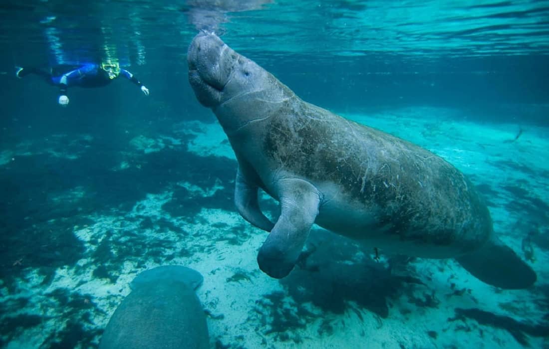 The Crystal River Scalloping and Swimming With Manatees