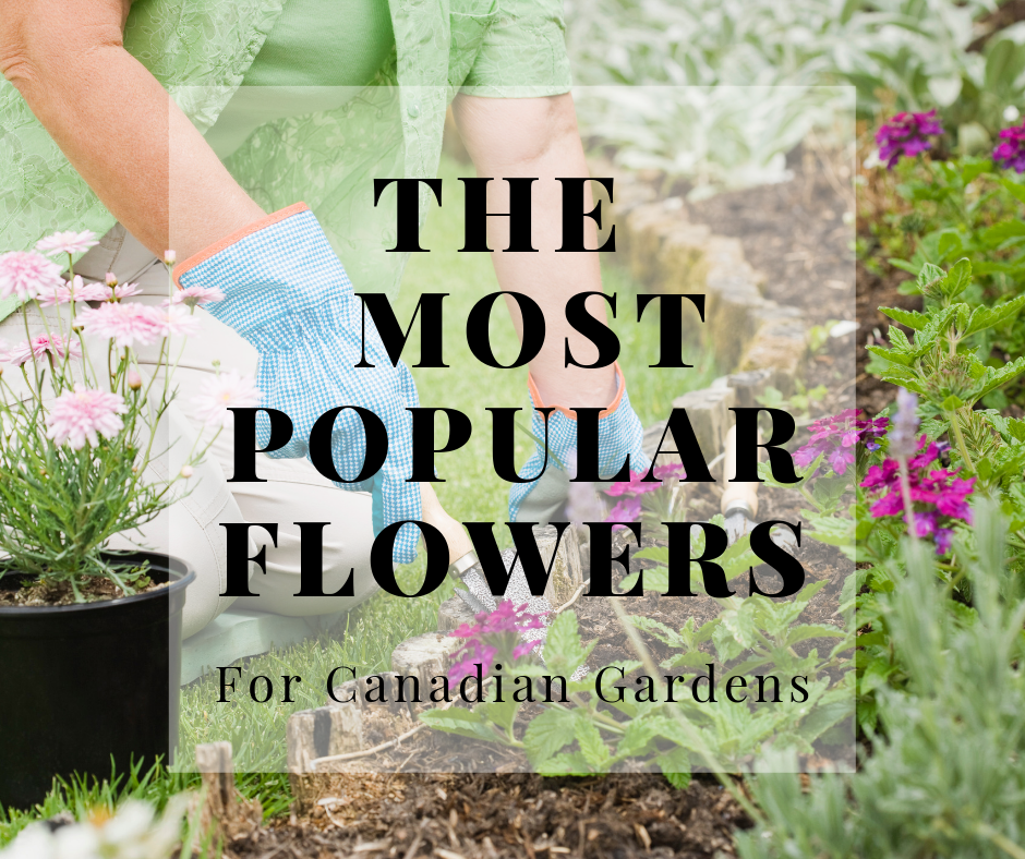 The Most Popular Flowers for Canadian Gardens Brittany Saikaley