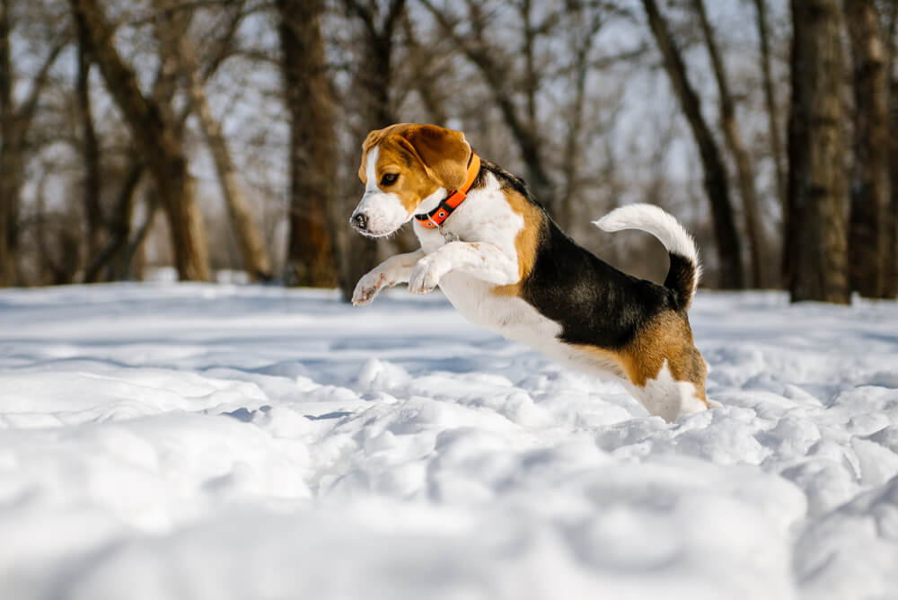 Five Winter Safety Tips for Your Dog Brix Apartment Lofts