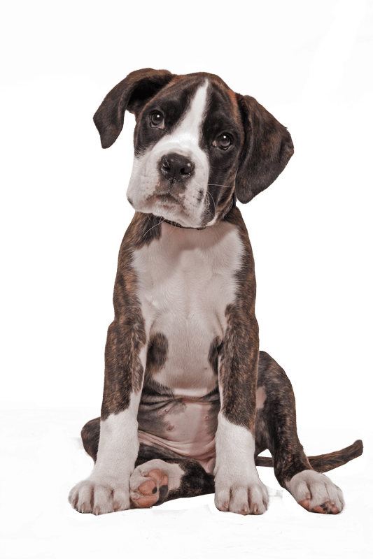 Home - Boxer Rescue Network Australia