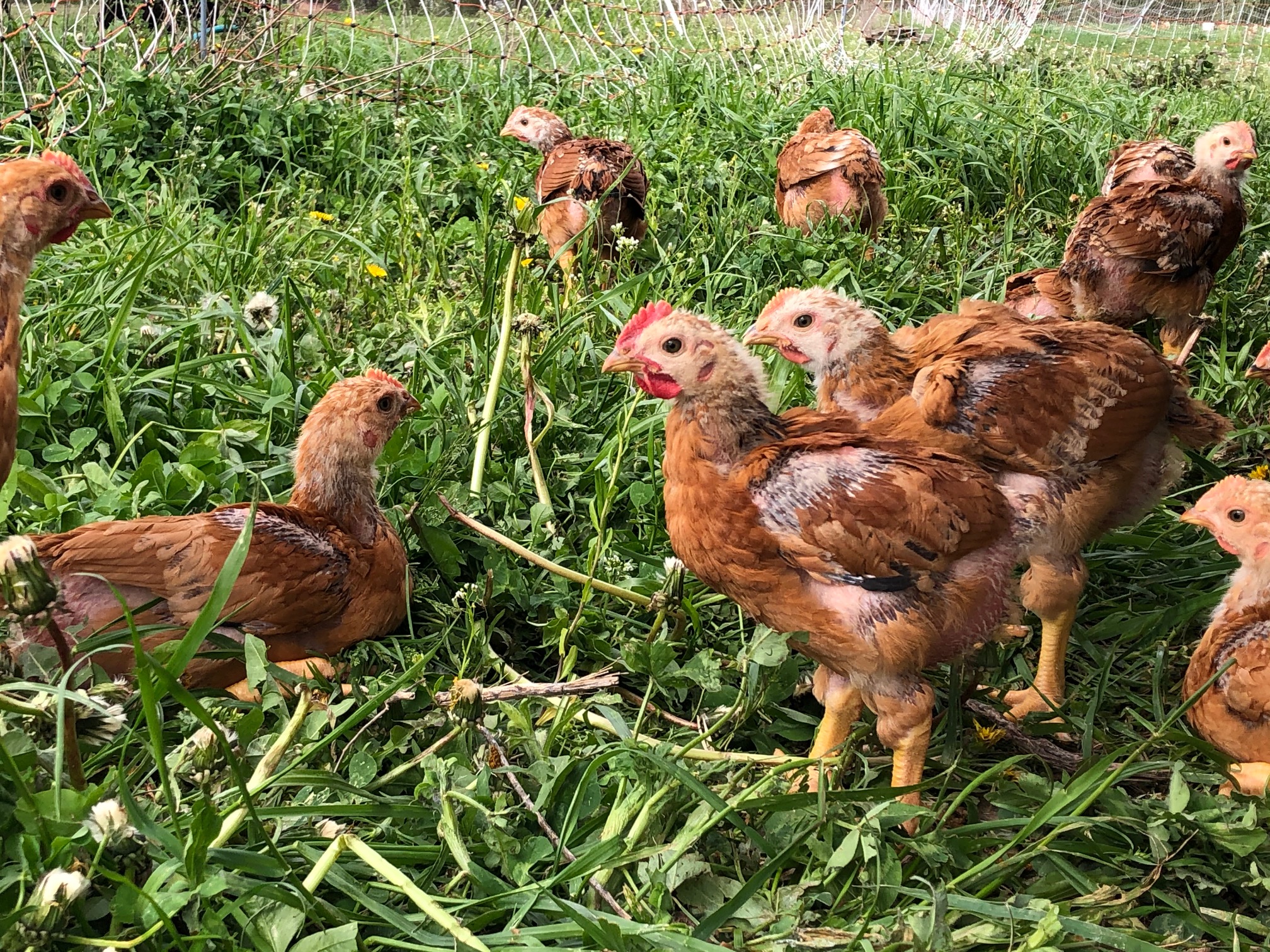 Freedom Ranger Chickens