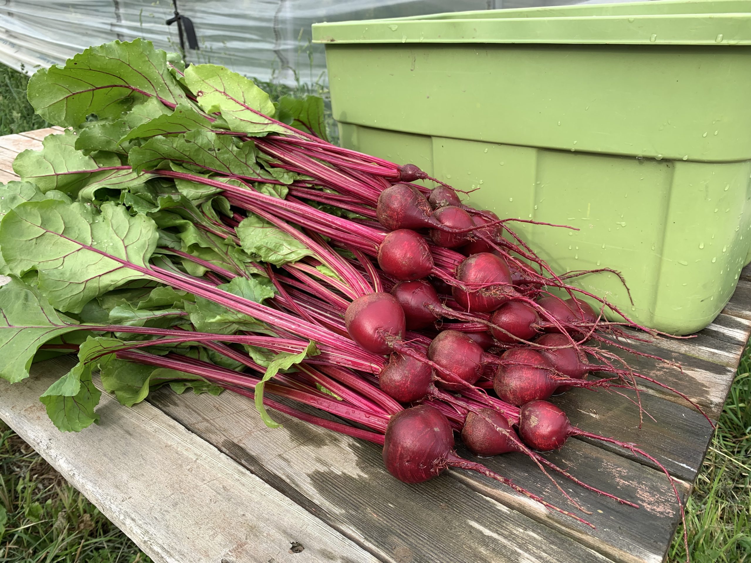Beets Me? How to Use Your Beets! Broad Branch Farm