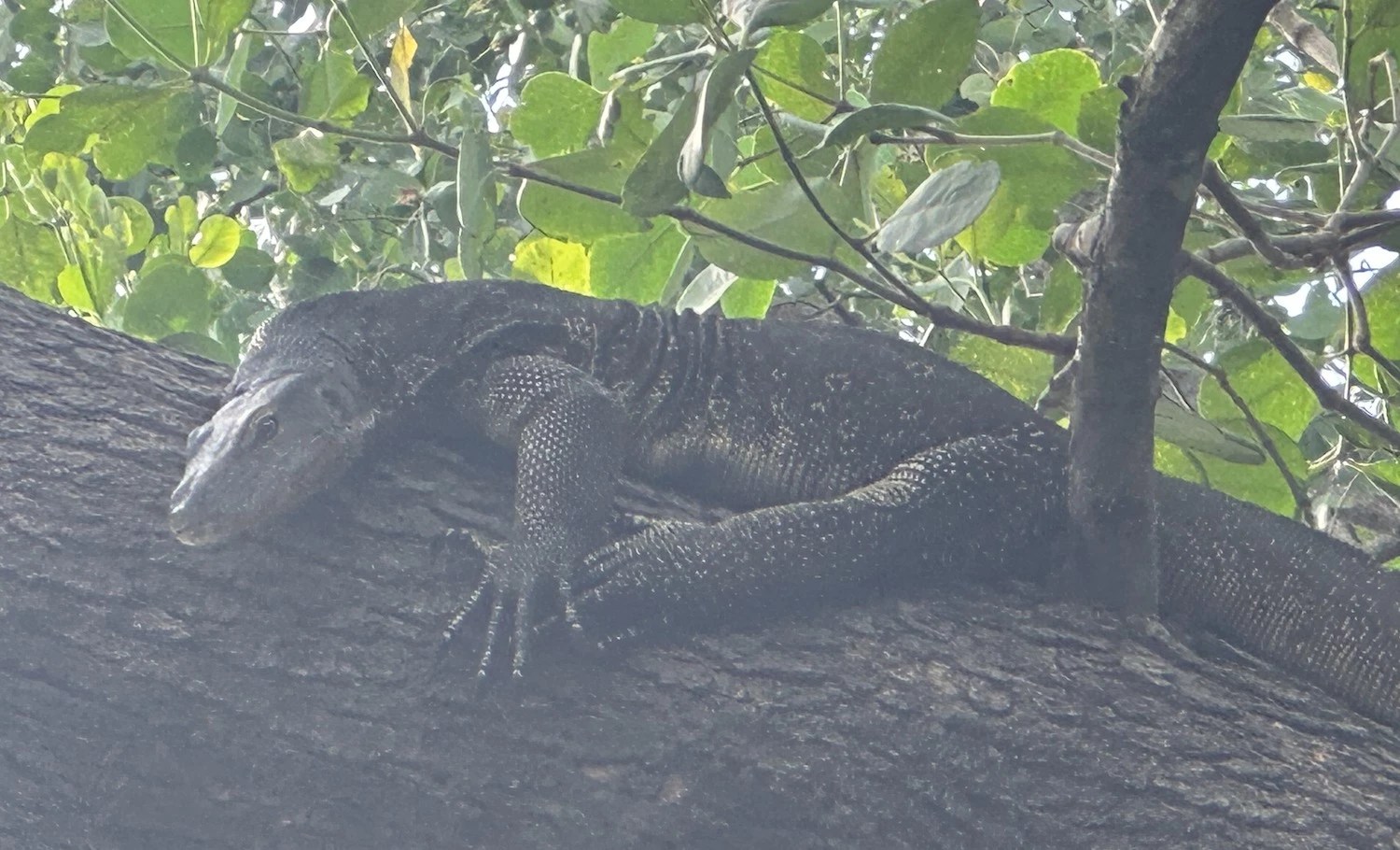 Royalty, Islam, oil, ancient cultures and pristine rainforests in