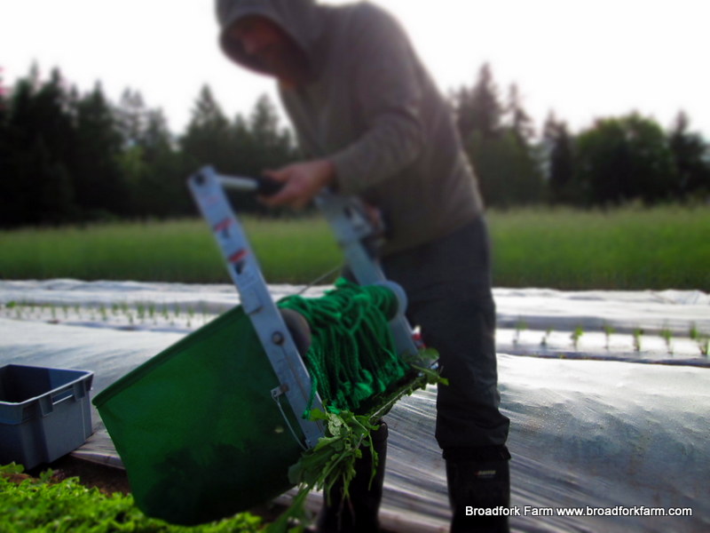 Quick Cut Greens Harvester in Use at Broadfork Farm