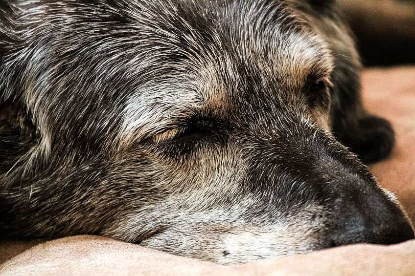 Joint Problems in Dogs Broadleaf Grain Free Dog Food