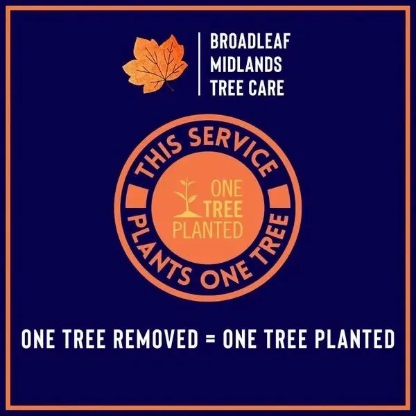 Sustainability Broadleaf Midlands Tree Care