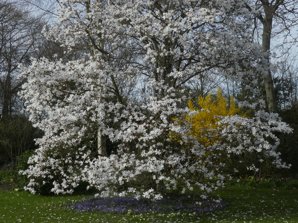 What’s on in the garden Broadleigh Gardens