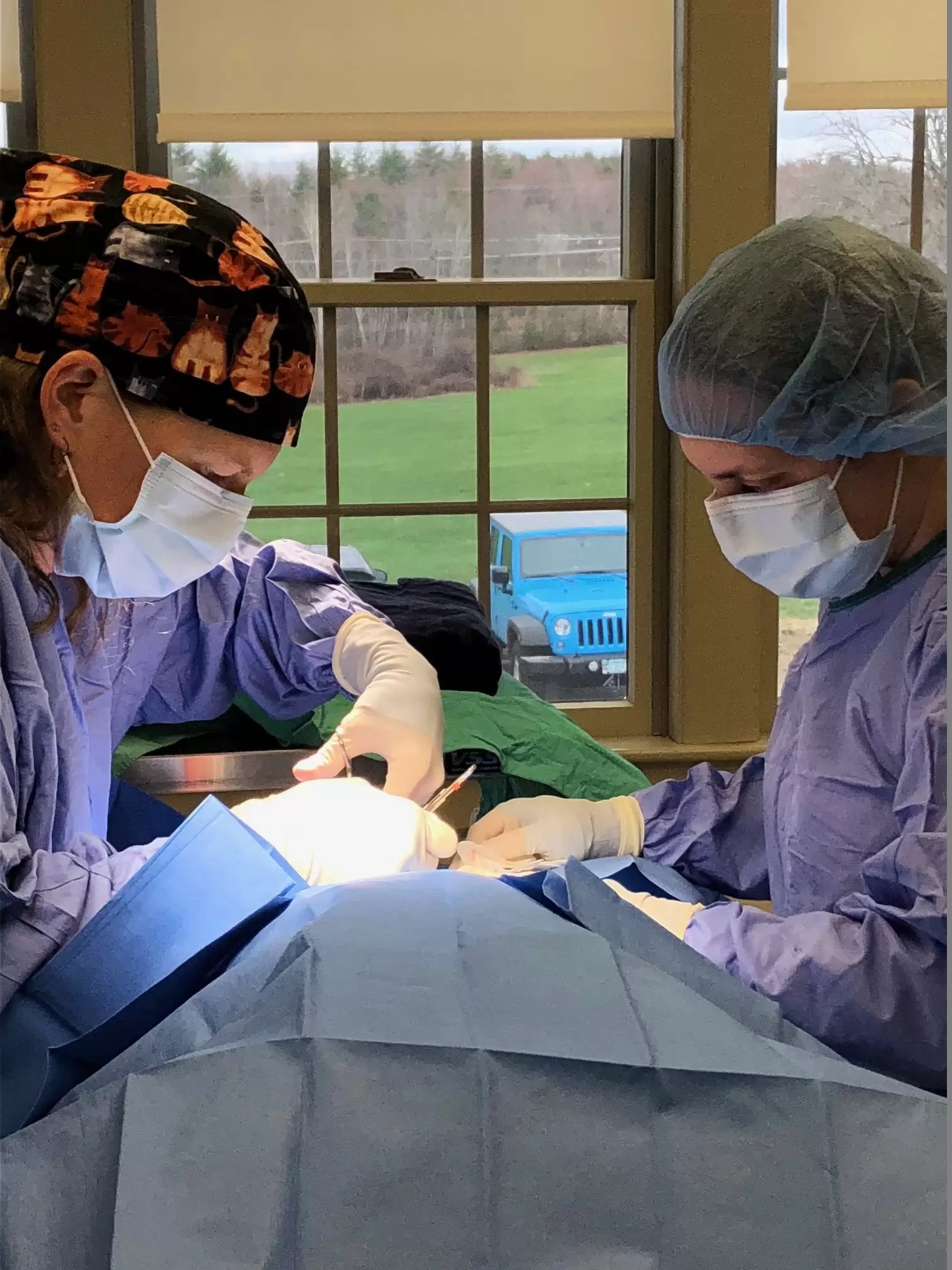 Animal CSection in Rochester & Dover, NH Broadview Reproductive Services