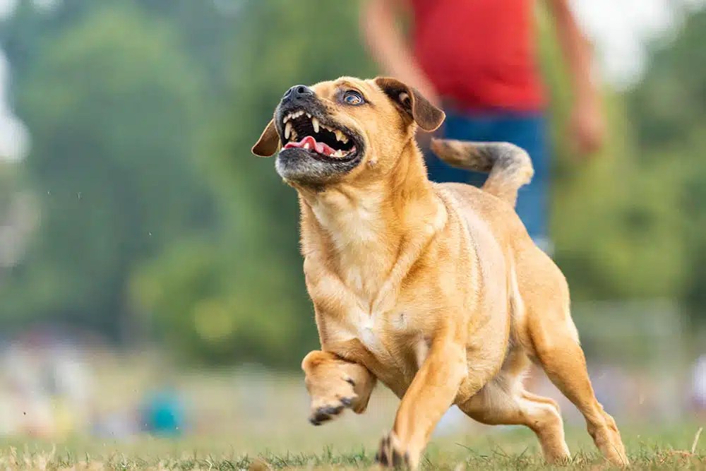 how to report a dog bite in San Diego County Archives The Broadway