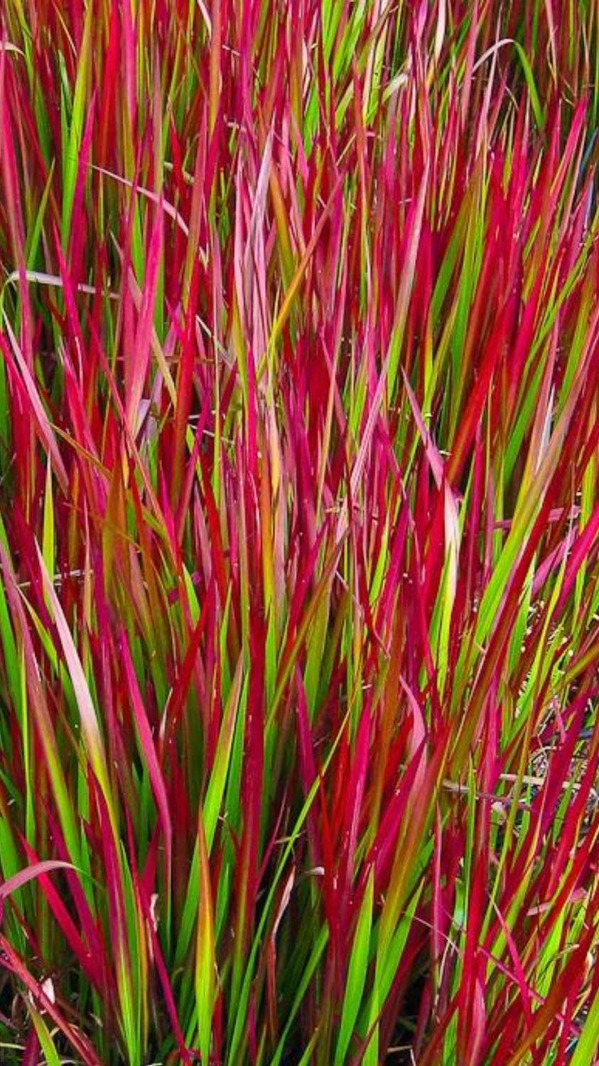 Imperata cylindrica Red Baron Japanese Blood Grass. blood grass with