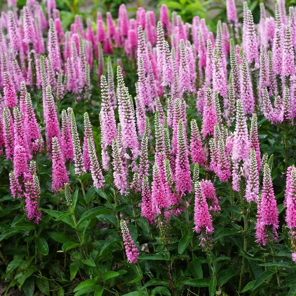 Veronica 'Inspire Pink' flowers hardy perennial. Clump forming. Glossy