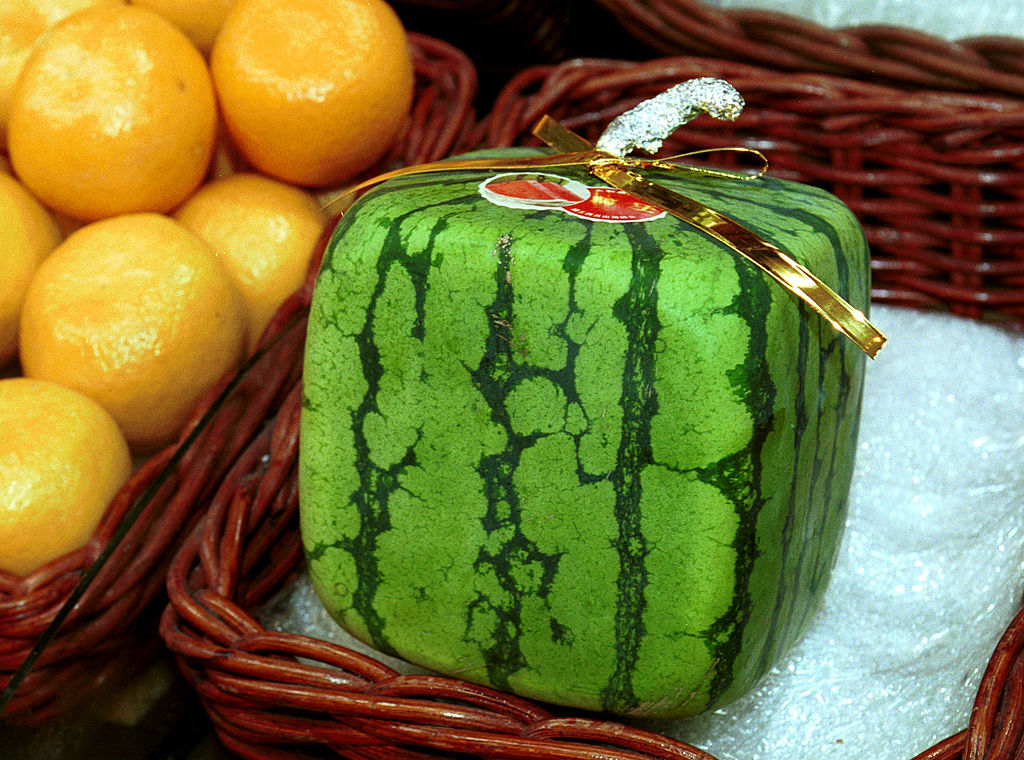 Square Watermelons In Japan