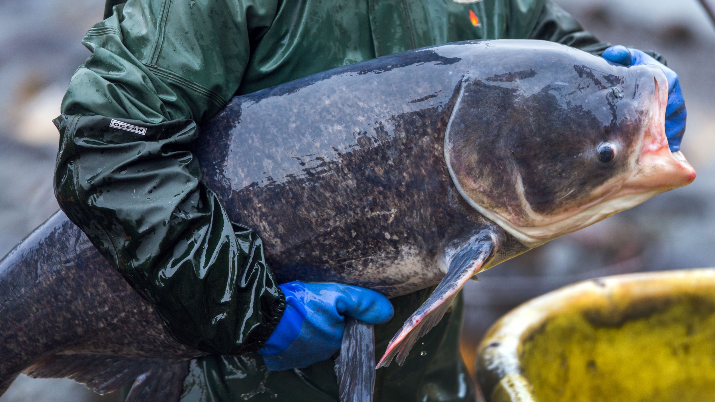 Illinois Bighead Carp Was 19 Pounds Heavier Than World Record