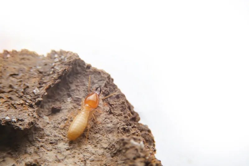 What Do Termites Look Like To The Human Eye A Guide