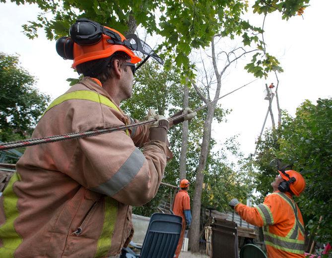 Tree Trimming and Removal Brockley Tree See Us In Action