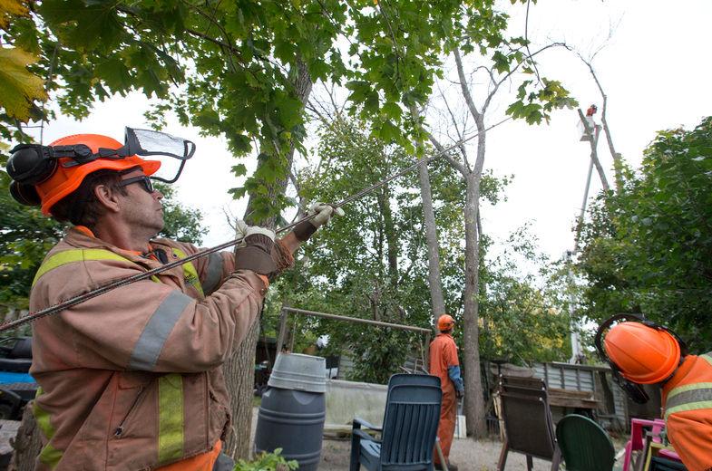 Tree Trimming and Removal Brockley Tree See Us In Action