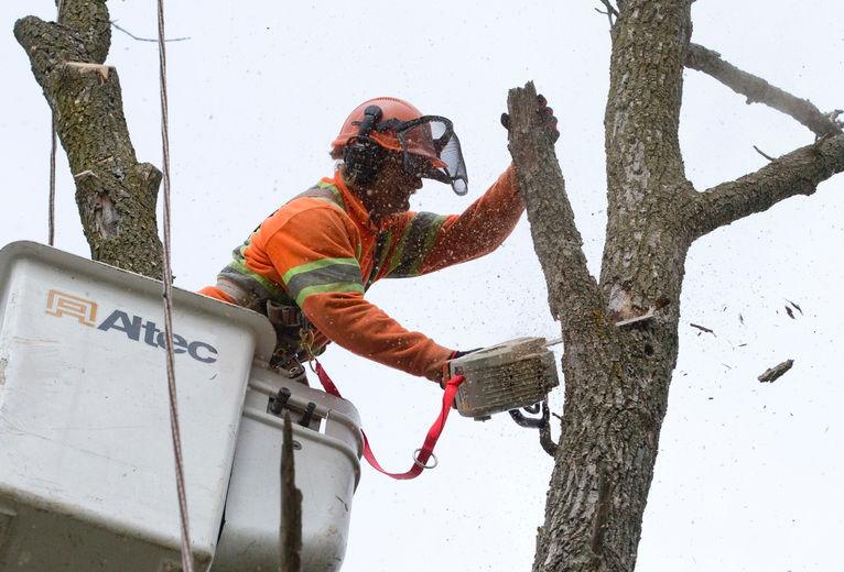 Tree Trimming and Removal Brockley Tree See Us In Action