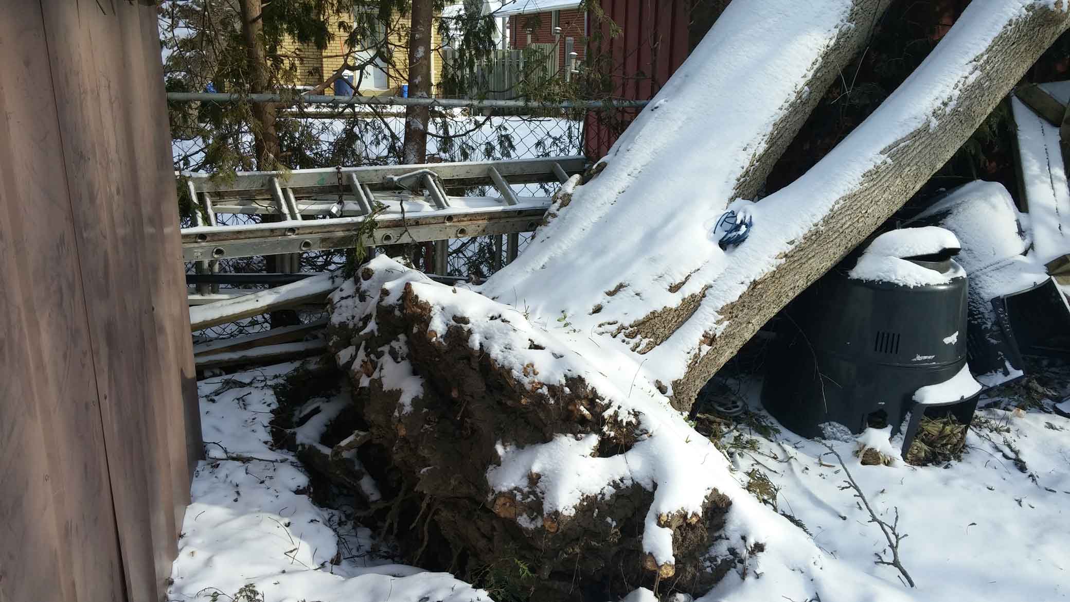 Tree Trimming and Removal Brockley Tree See Us In Action