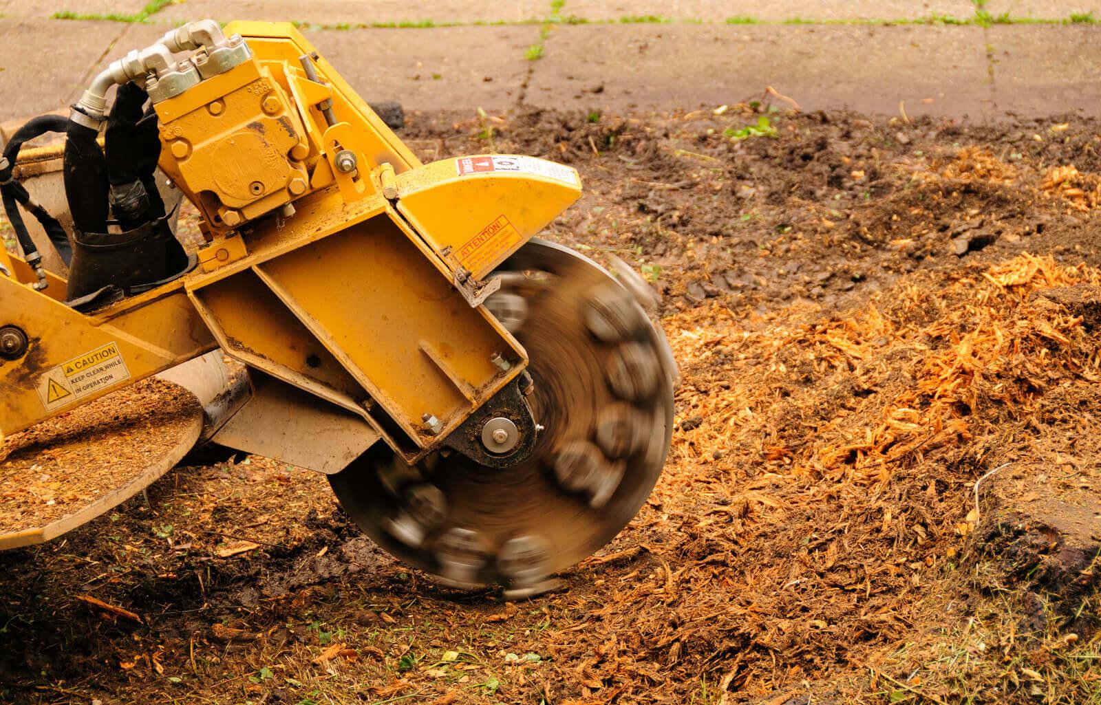 Tree Trimming and Removal Brockley Tree See Us In Action