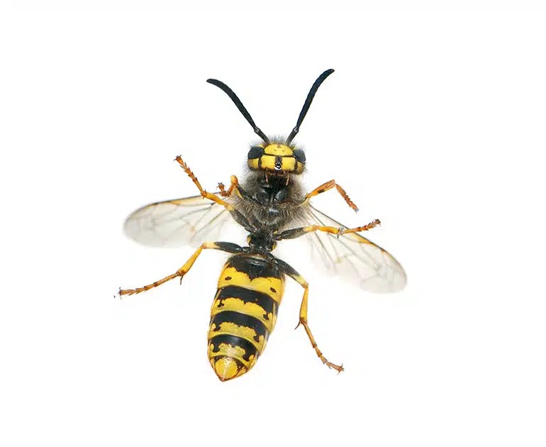 Wasps or Yellow Jackets Brock Pest Control