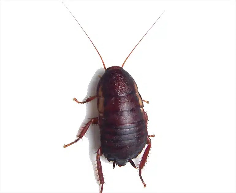 Florida Woods Cockroach Brock Pest Control