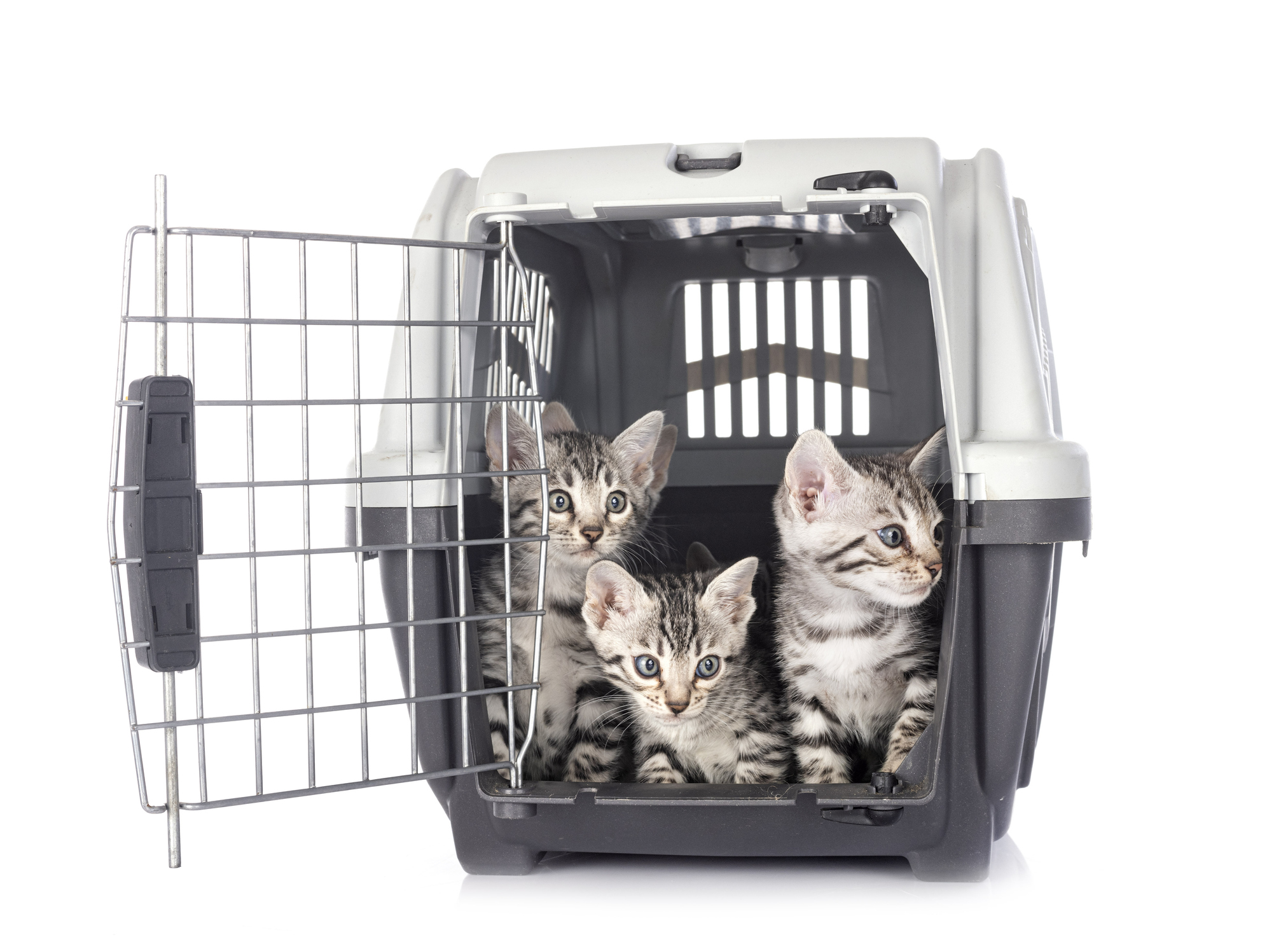 Brodhead and Monroe Veterinary Medical Centers Veterinarians in Brodhead and Monroe, WI